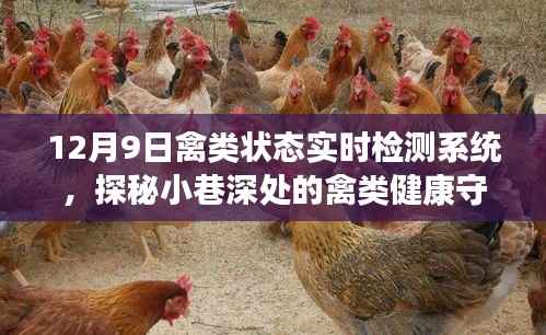探秘禽类健康守护者，禽类状态实时检测系统介绍