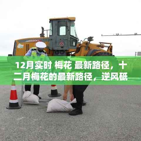 十二月梅花最新路径,逆风前行,自信绽放光彩