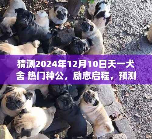 天一犬舍未来热门种公预测，励志启程，塑造自信与成就