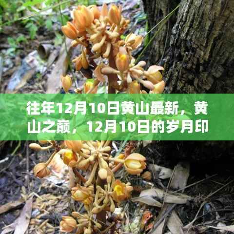 黄山之巅,岁月印记与影响回顾——历年十二月十日回顾展