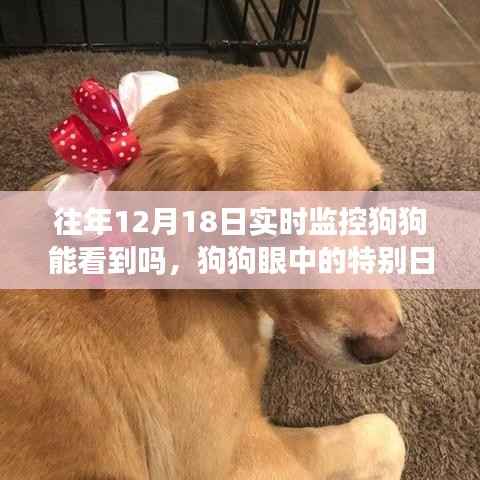 狗狗眼中的特殊日子,温馨监控下的狗狗视角与情感观察之旅——狗狗眼中的十二月十八日
