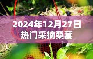 2024年桑葚采摘热潮日,12月27日探寻果实之美
