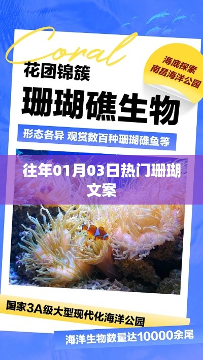 精选珊瑚文案,历年一月初三珊瑚热潮回顾