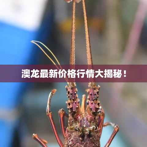 澳龙最新价格行情大揭秘!