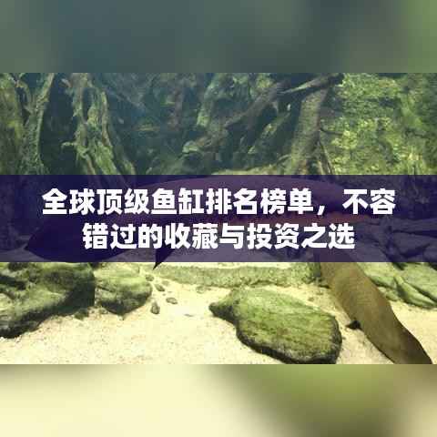 全球顶级鱼缸排名榜单,不容错过的收藏与投资之选