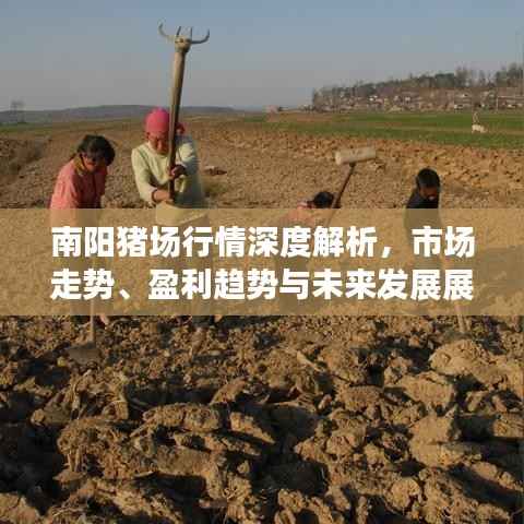 南阳猪场行情深度解析，市场走势、盈利趋势与未来发展展望