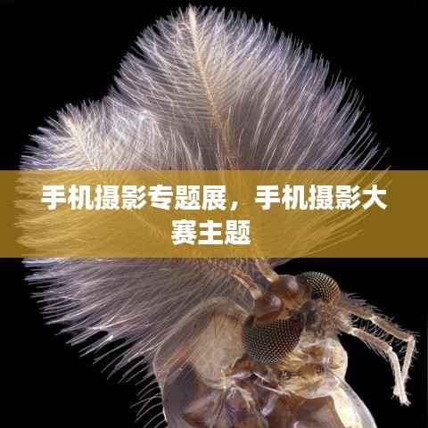 手机摄影专题展,手机摄影大赛主题