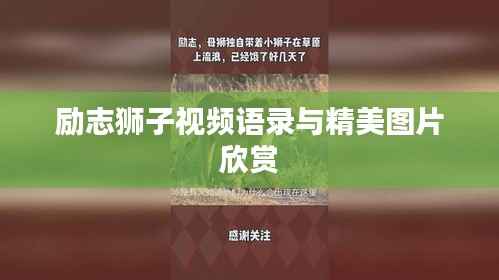 励志狮子视频语录与精美图片欣赏