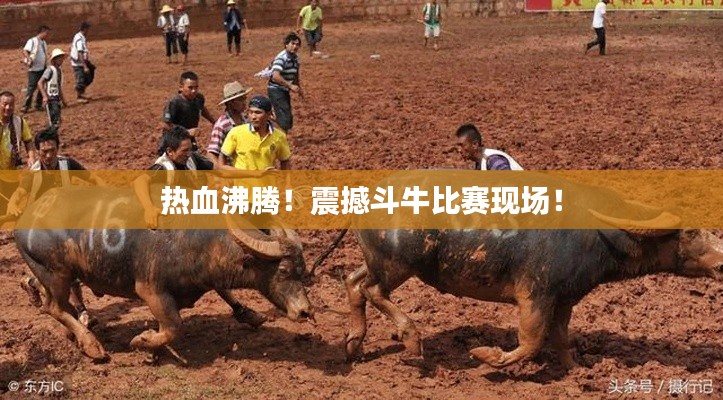 公司概况 第113页