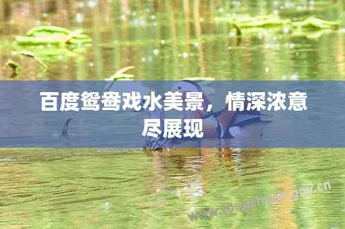 百度鸳鸯戏水美景，情深浓意尽展现