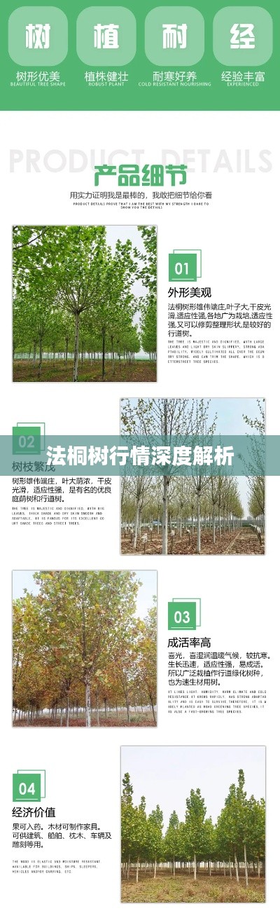 法桐树行情深度解析